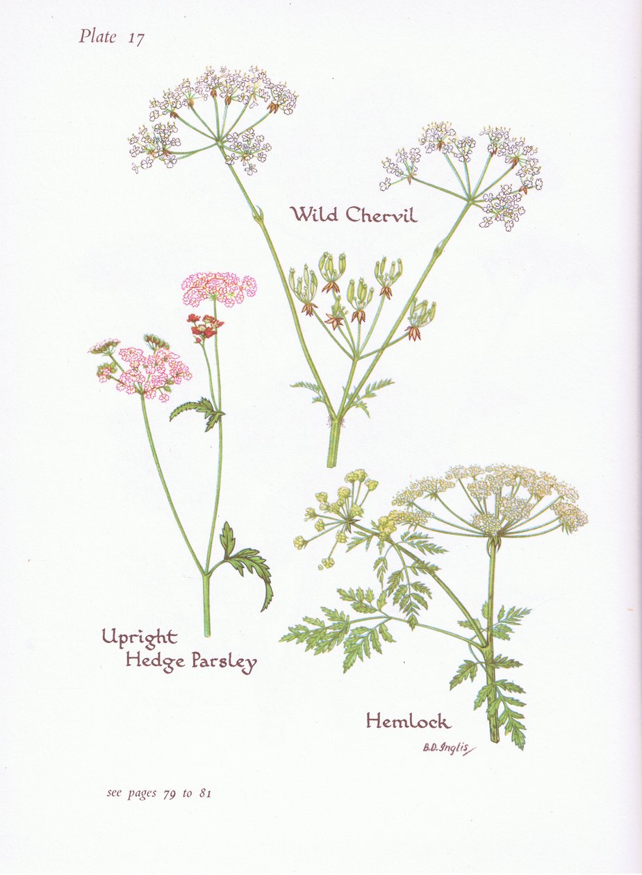 Wild Chevril，Hemlock，Upright Hedge Parsley，1951 作者 贝西·D·英格利斯
