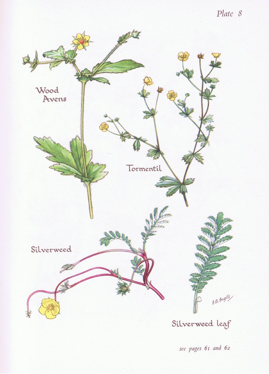 Wood Avens，Tormentil，Silverweed，1951 作者 贝西·D·英格利斯