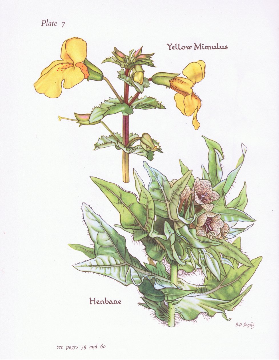 黄色Mimulus，Henbane，1951年 作者 贝西·D·英格利斯