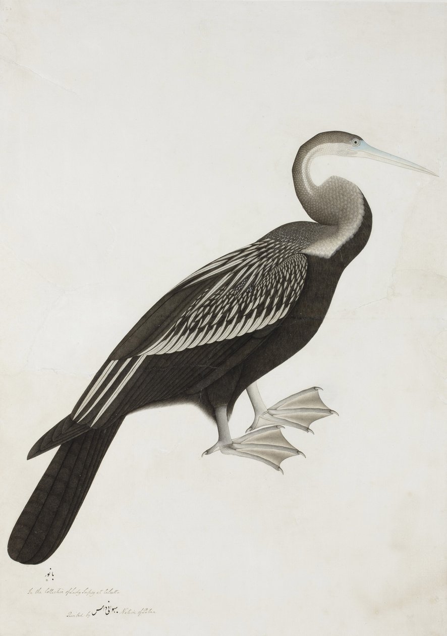 印度镖或蛇鸟（Anhinga melanogaster），1780（纸上不透明的wc） 作者 巴瓦尼达斯