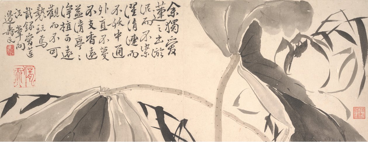 荷叶和水芦苇。 作者 边寿民