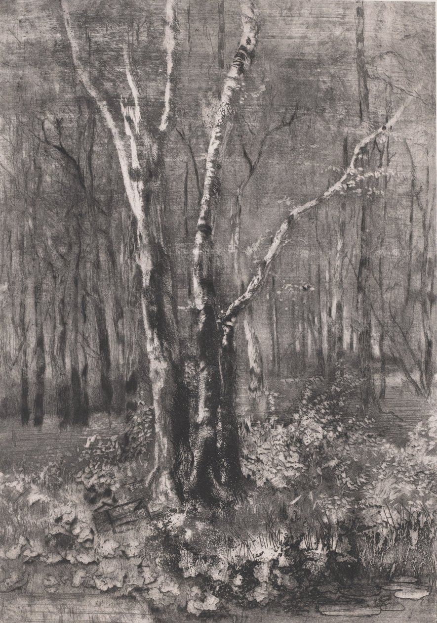 蒙扎附近公园里的树林，1895年。 作者 比安奇·摩西