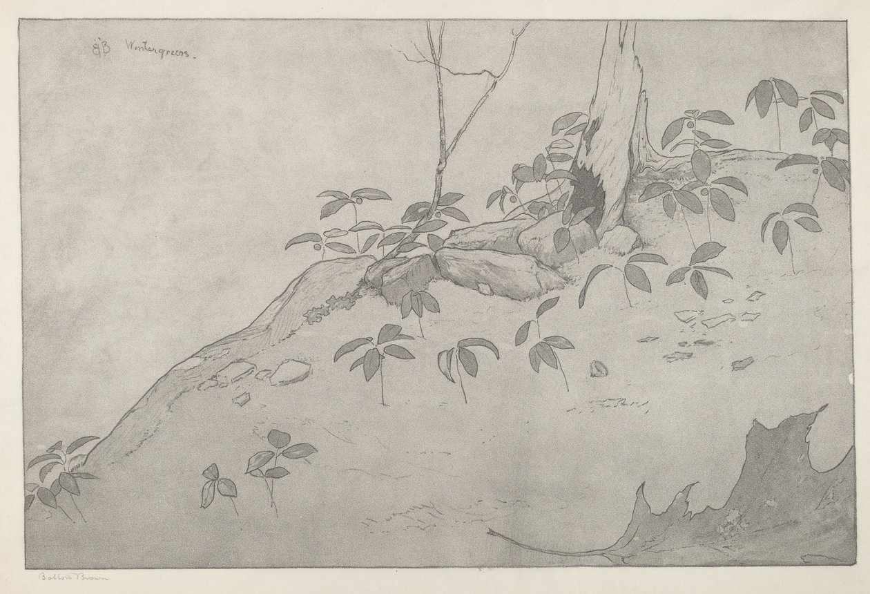 冬季绿色植物 作者 博尔顿布朗