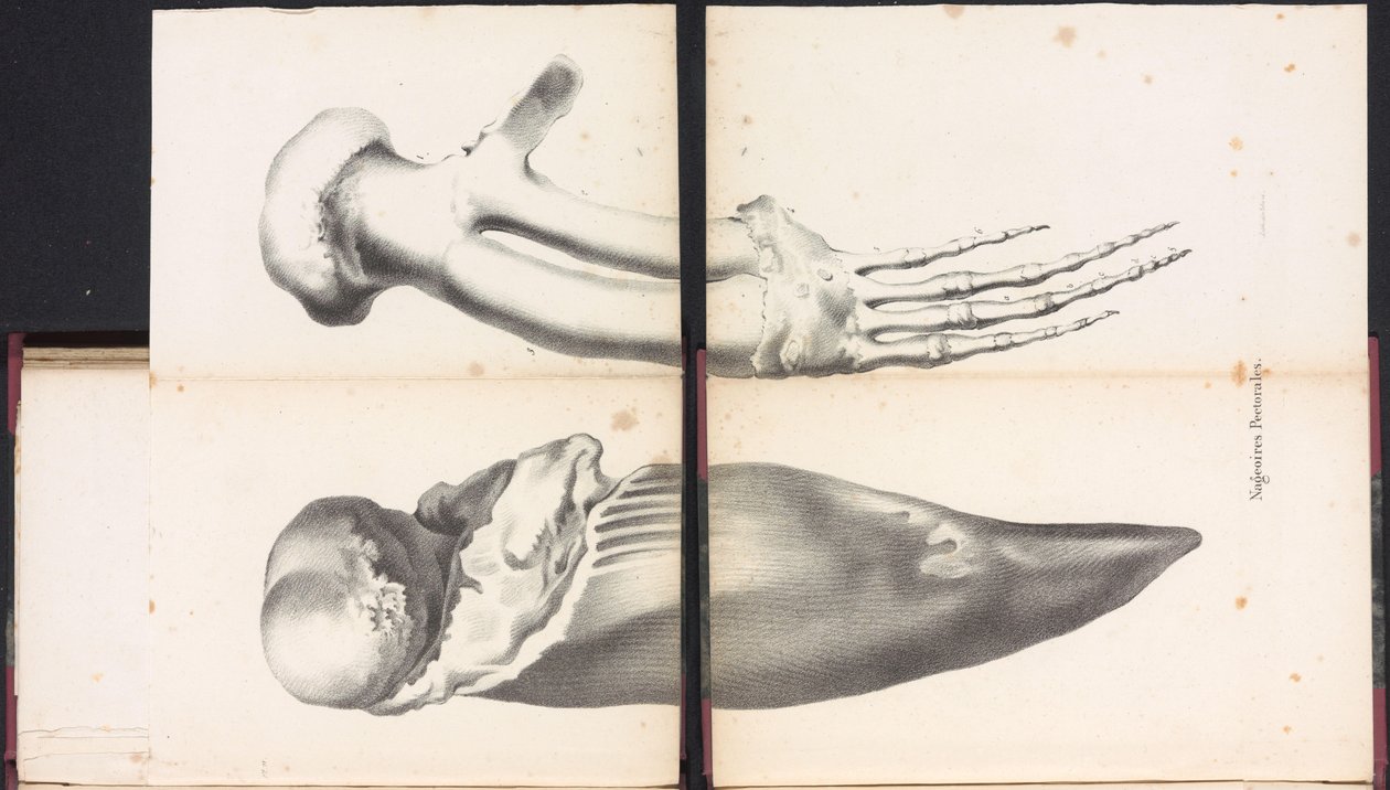 鲸鱼的胸鳍，1827 年
Nageoires Pectorales（物上标题） 作者 博须埃