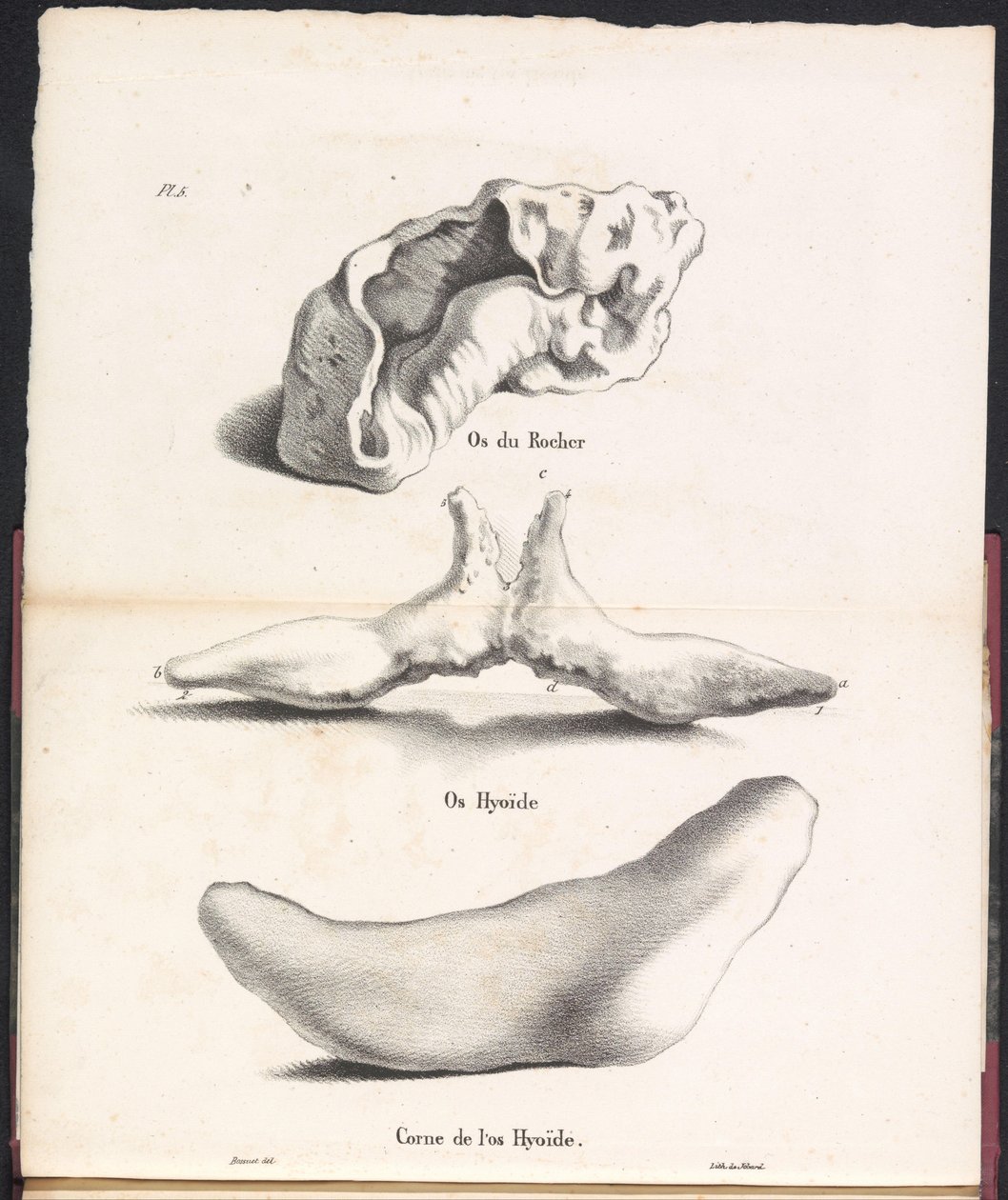 鲸鱼舌骨的三个部分，1827 年
Os du Rocher / Os Hyoid / Corne de l