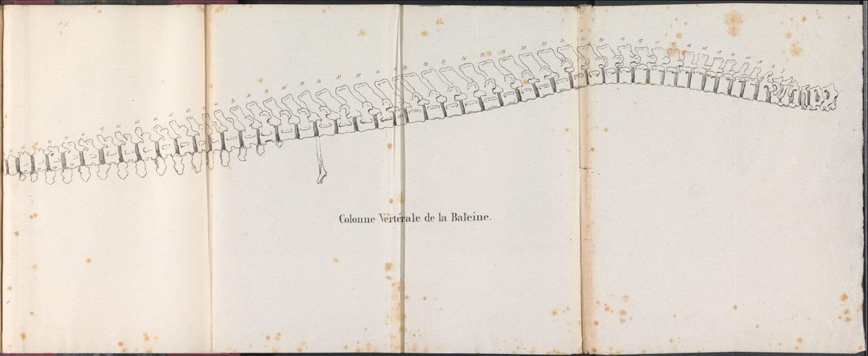 鲸鱼的脊背，1827 年
Colonne Vertébrale de la Baleine（物上标题） 作者 博须埃