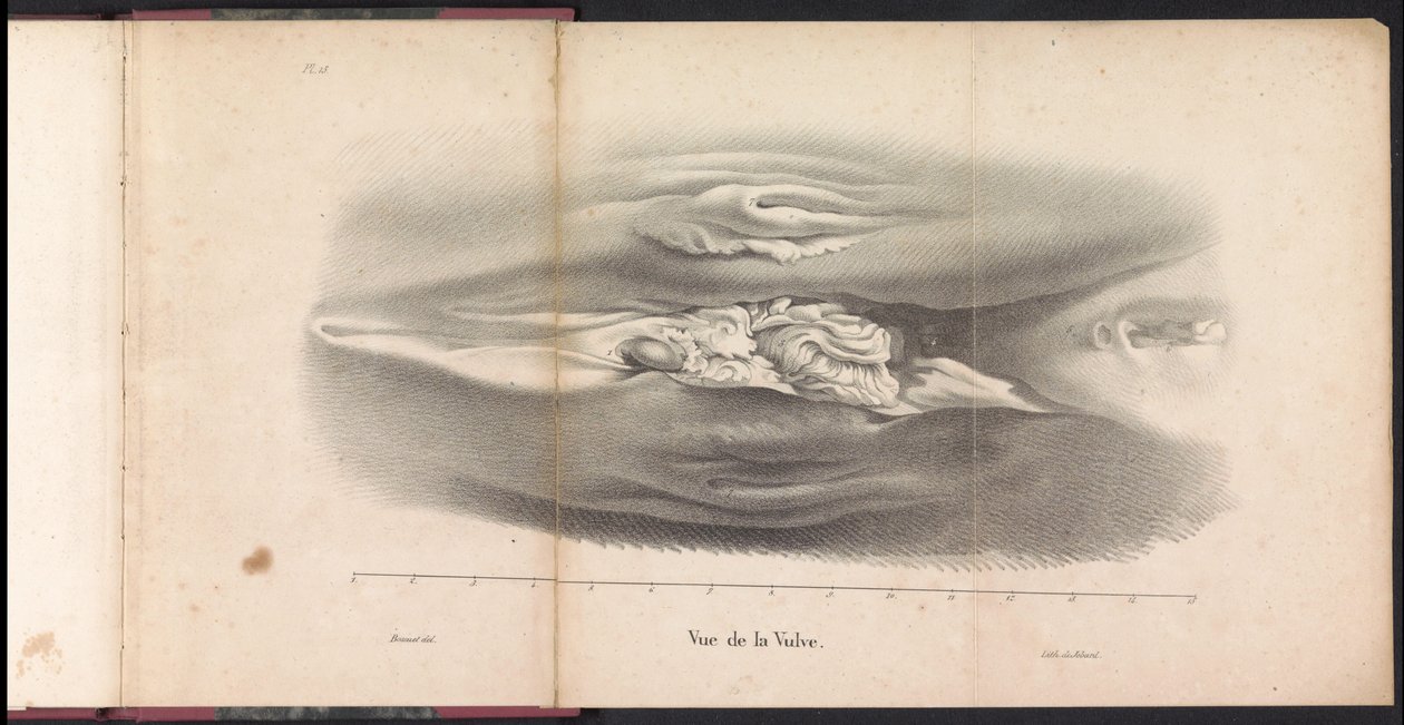 鲸鱼的雌性性器官，1827 年
Vue de la Vulve（物上标题） 作者 博须埃