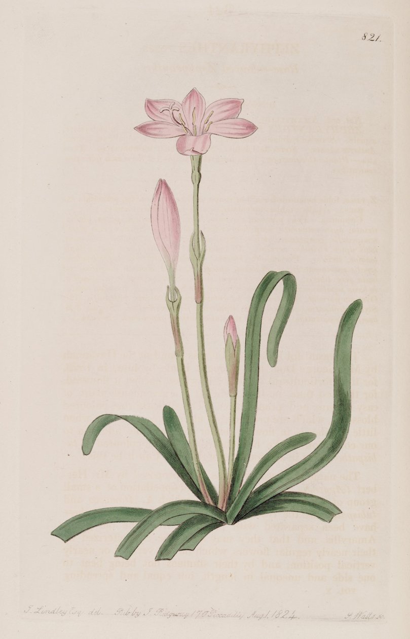 Zephyranthes rosea 作者 植物登记册