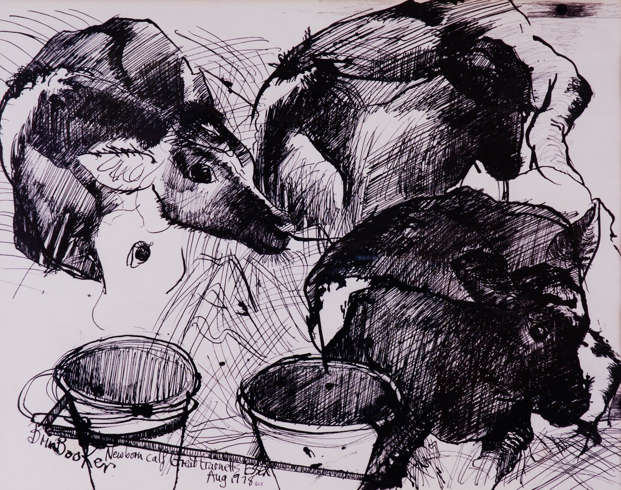 犊牛，潮湿，新生儿，1978 作者 布伦达·布林·布克
