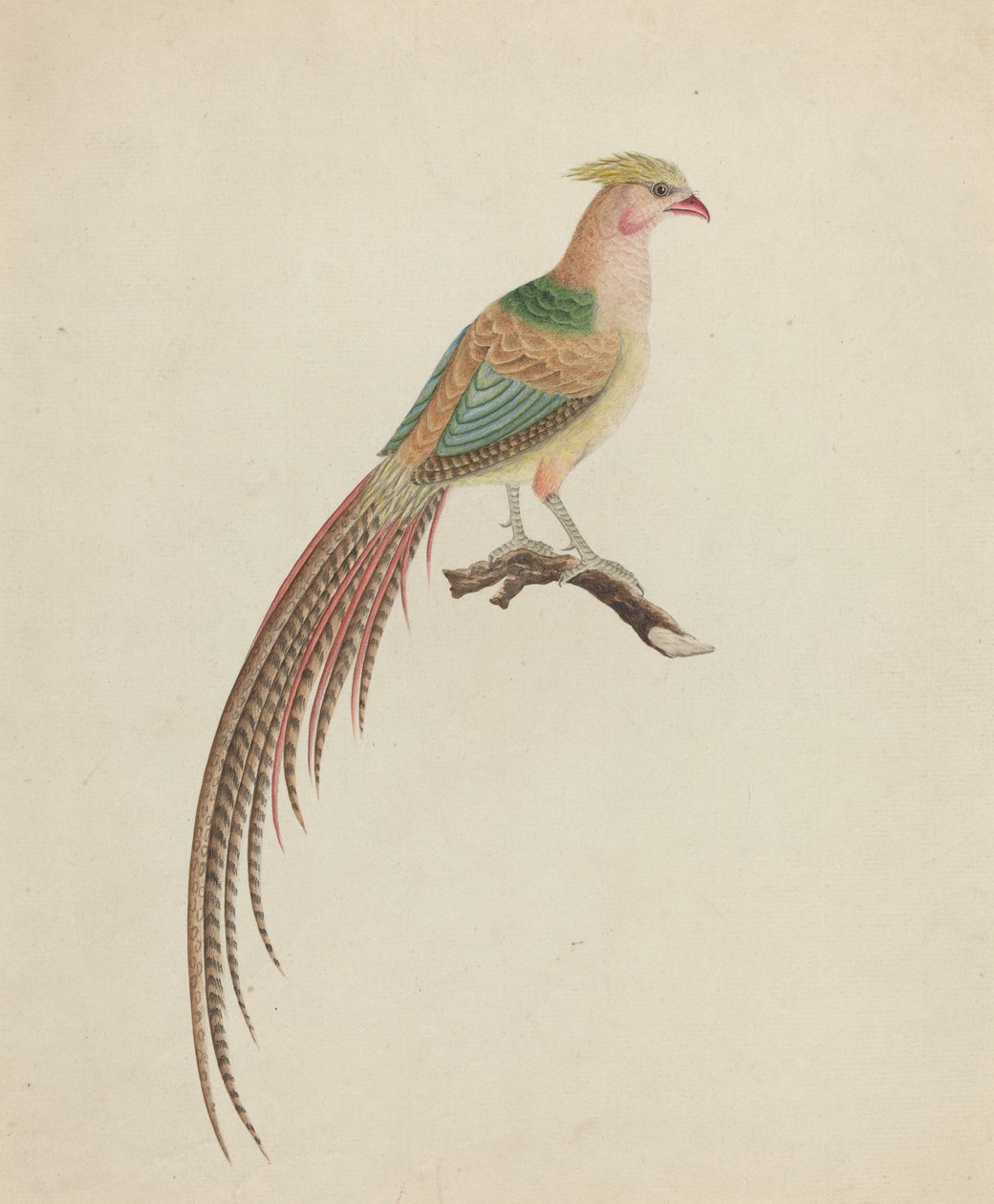 金鸡(Chrysolophus pictus) 作者 英国18世纪