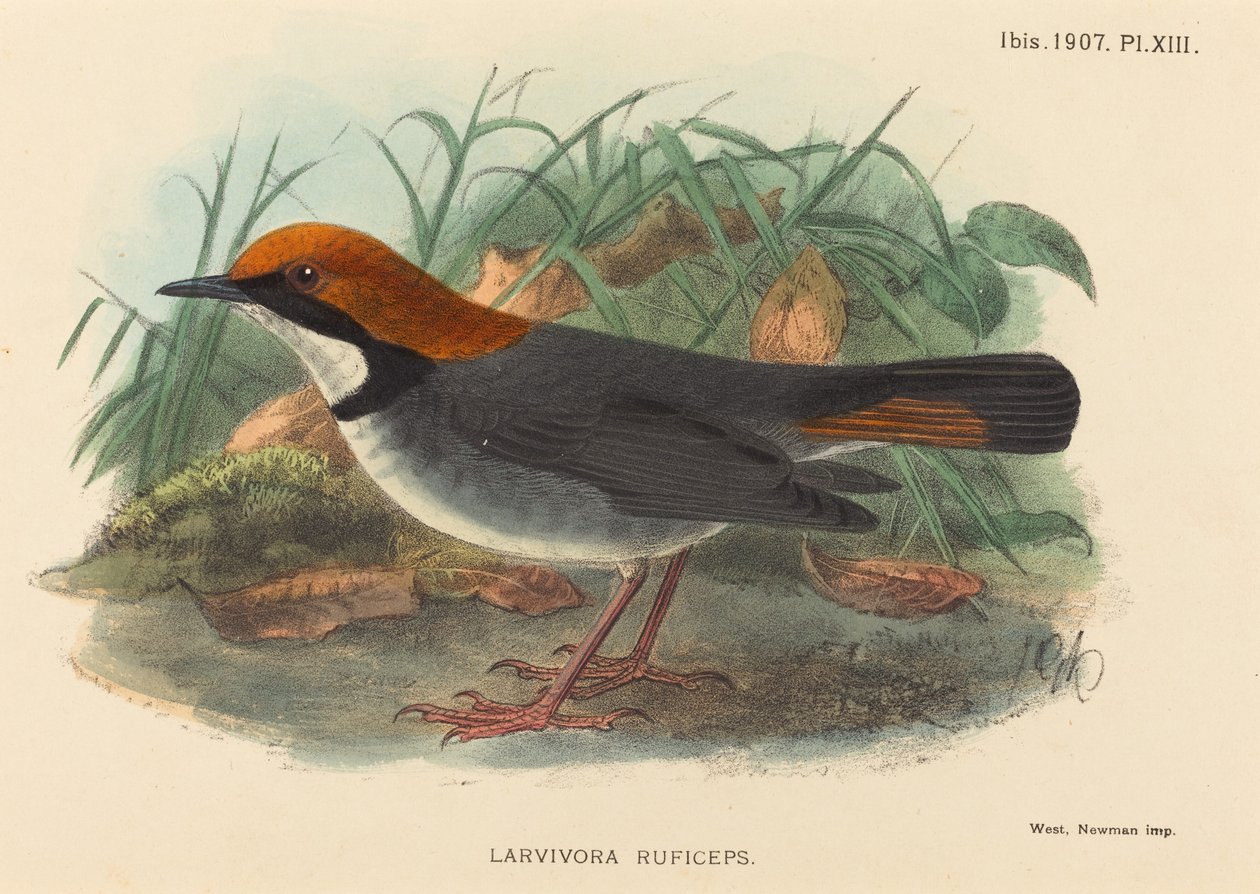鸟类 (Larvivora Ruficeps) 作者 英国 19 世纪