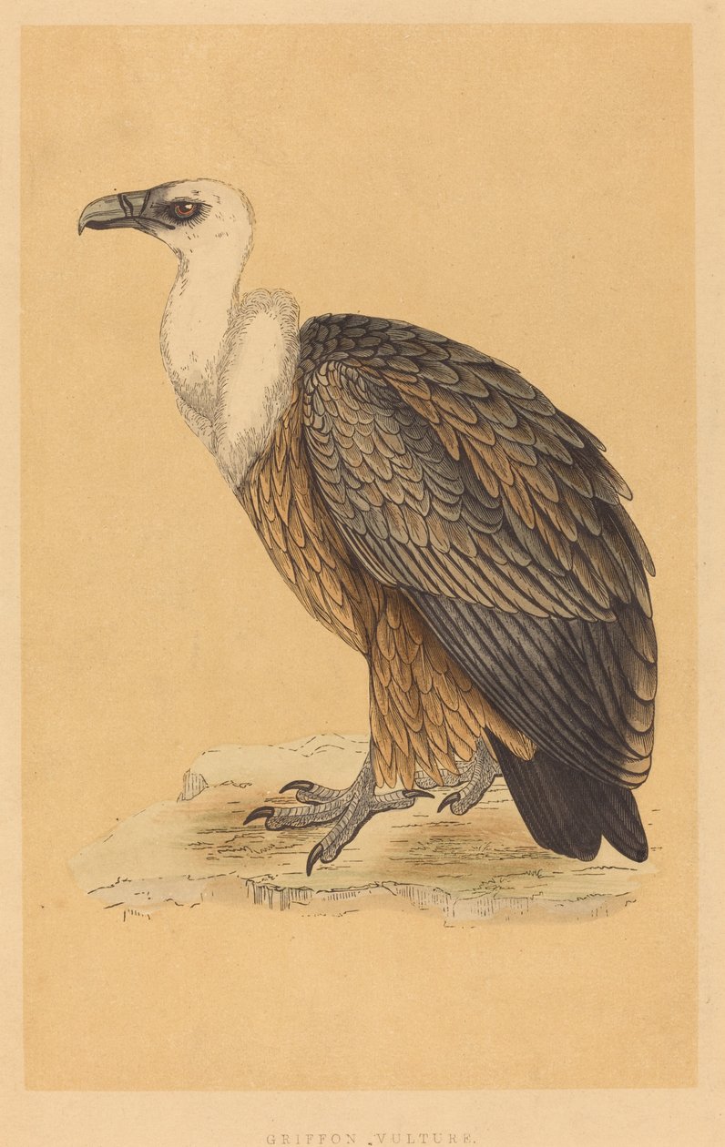狮鹫（Griffon Vulture 作者 英国 19 世纪
