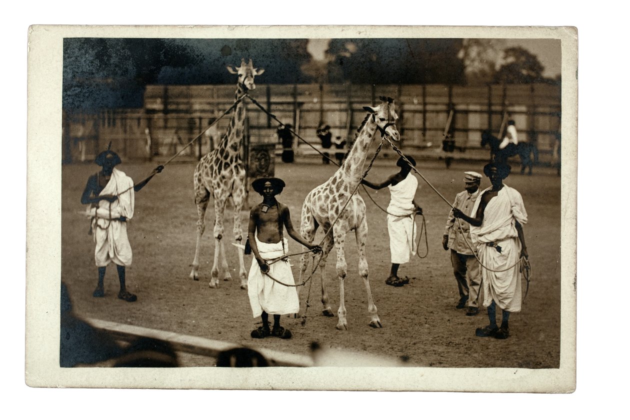 长颈鹿和它们的索马里饲养员，约 1905 年（明胶银版画） 作者 英国摄影师