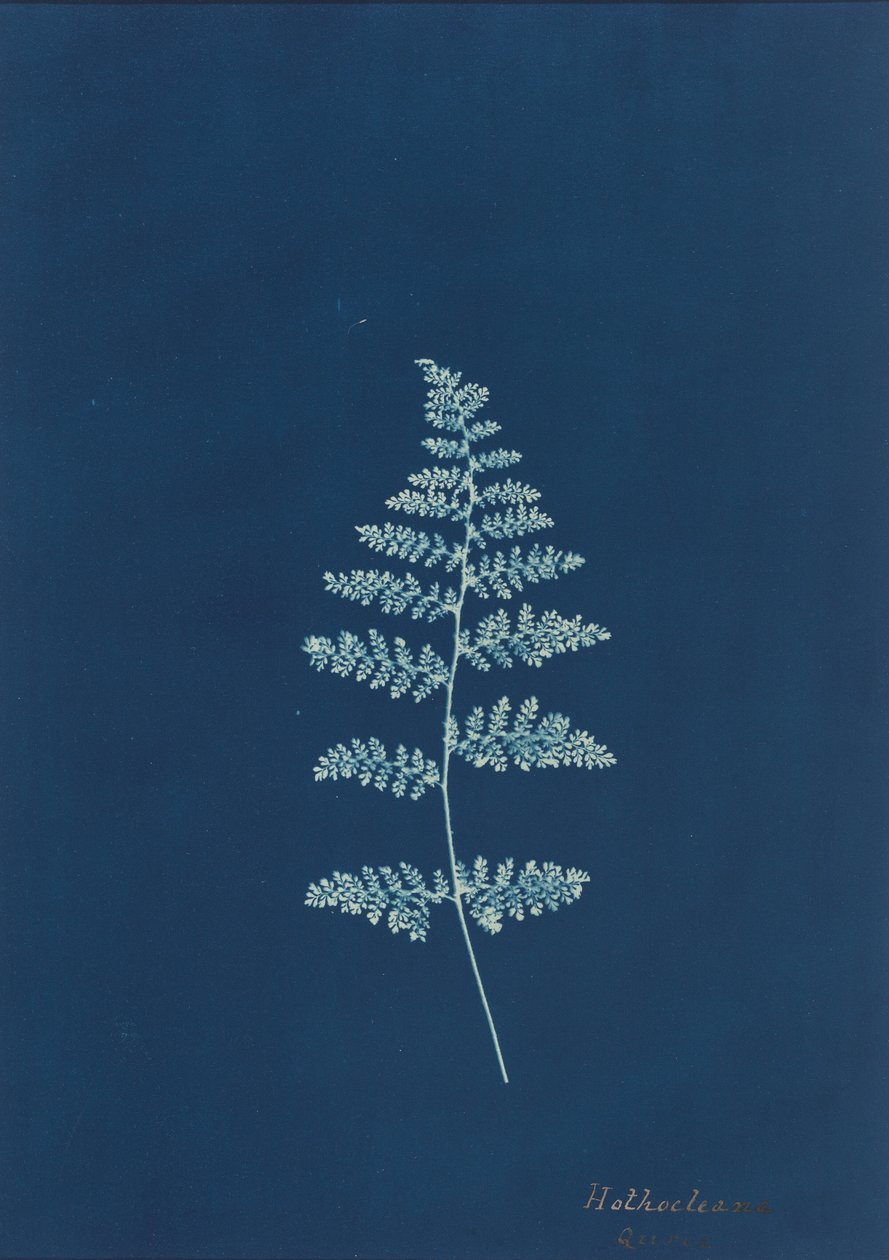 Hothocleana, c.1850 年代（照片） 作者 英国摄影师