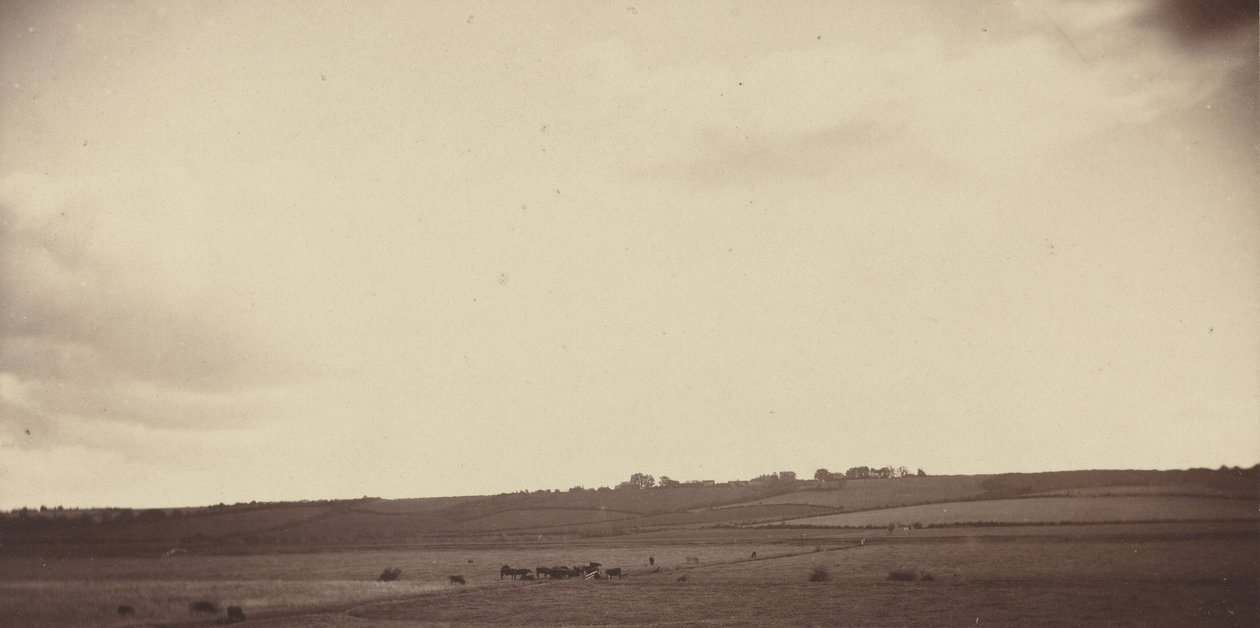 有奶牛的田野景色，1850-1860 年代（照片） 作者 英国摄影师