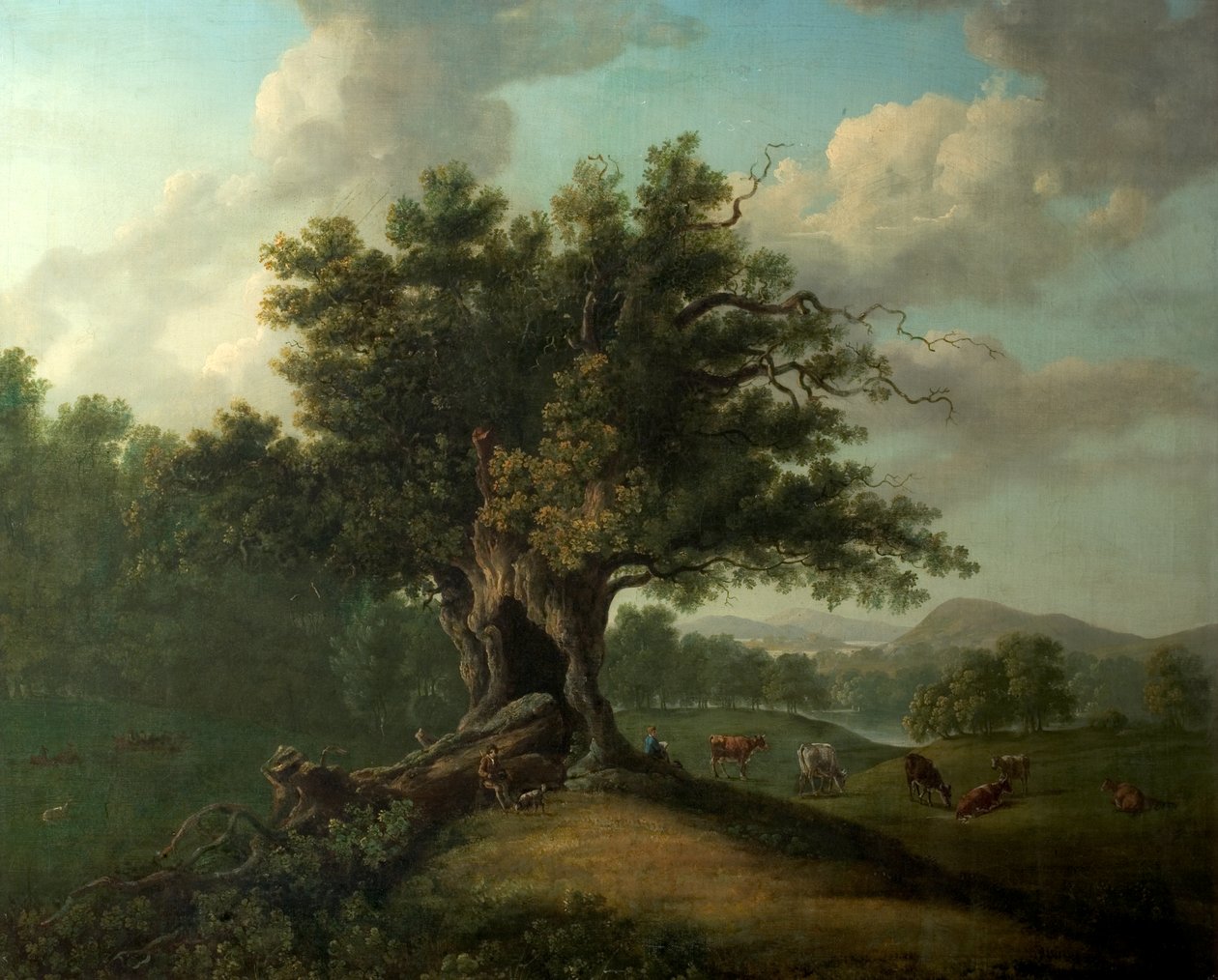 An Oak in Moccas Park, Herefordshire (oil on canvas) 作者 英国学校