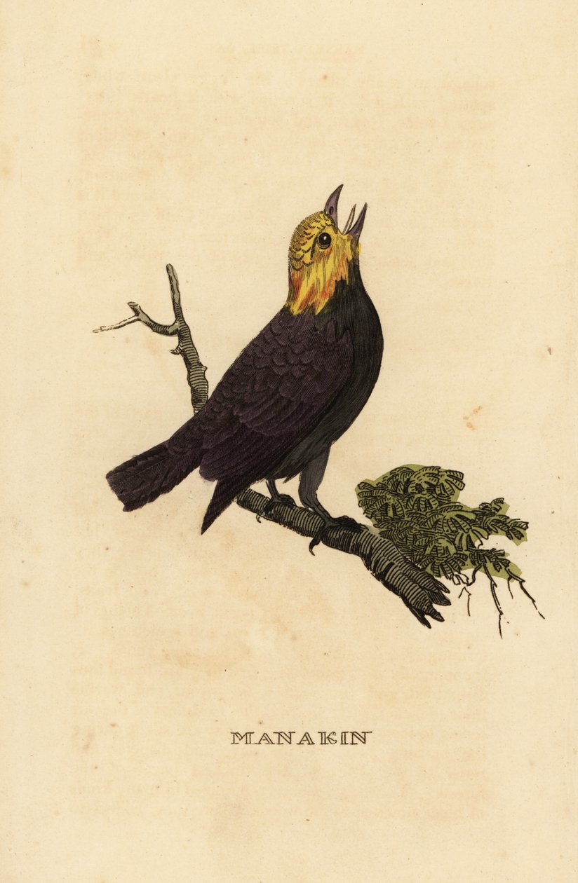 金头山雀，Ceratopipra erythrocephala 作者 英国学校