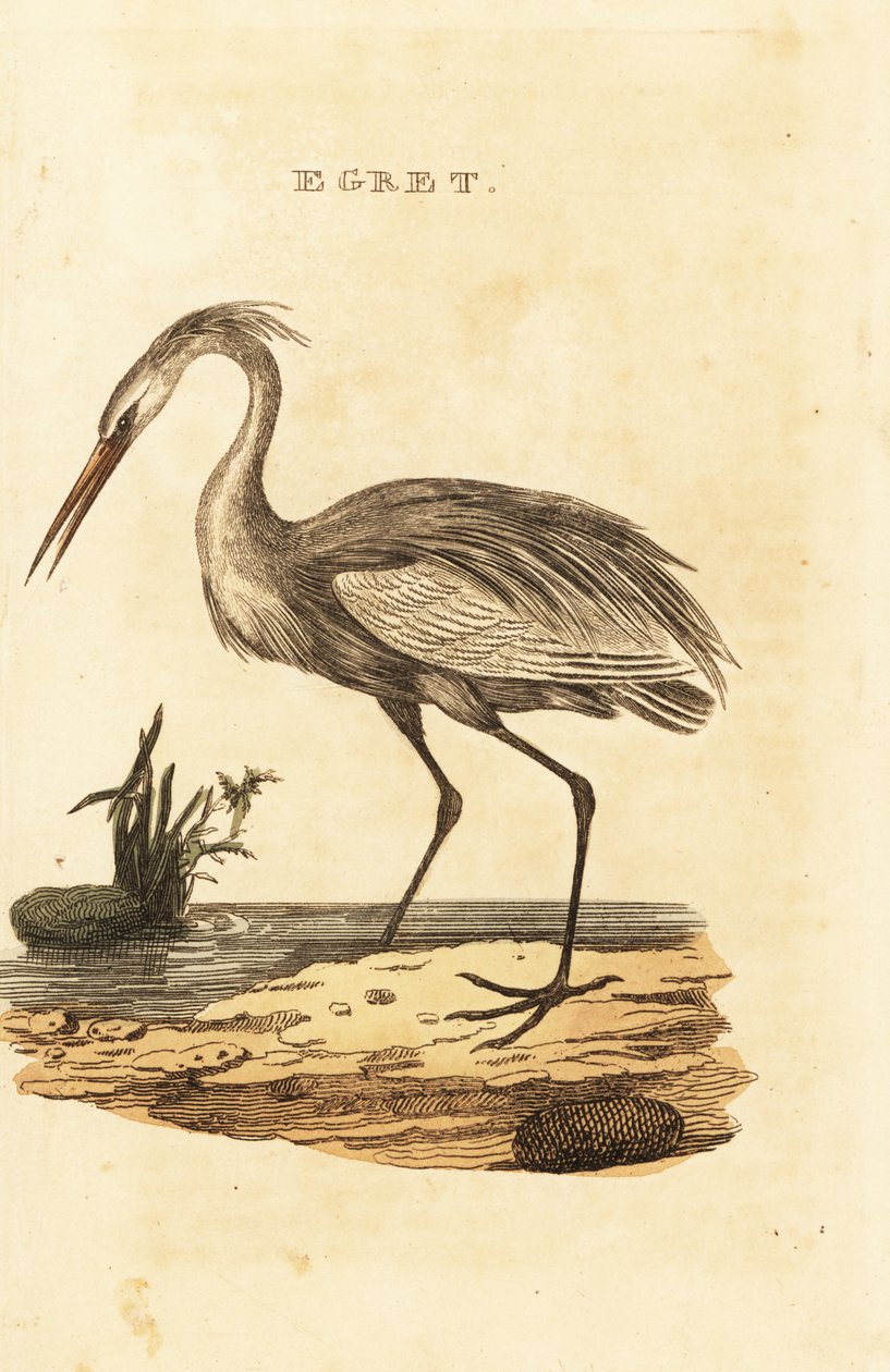 大白鹭，Ardea alba 作者 英国学校