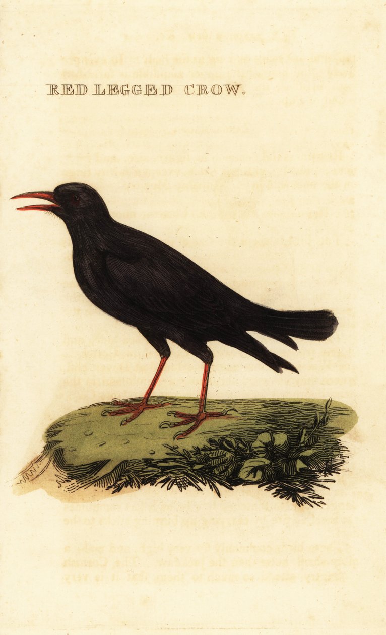 红嘴山鸦，Pyrrhocoraxpyrrhocorax 作者 英国学校