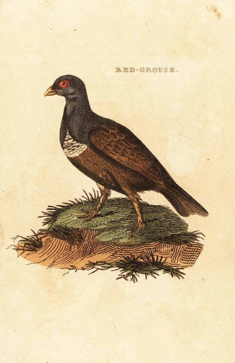 红松鸡 (Lagopus lagopus scotica) 作者 英国学校