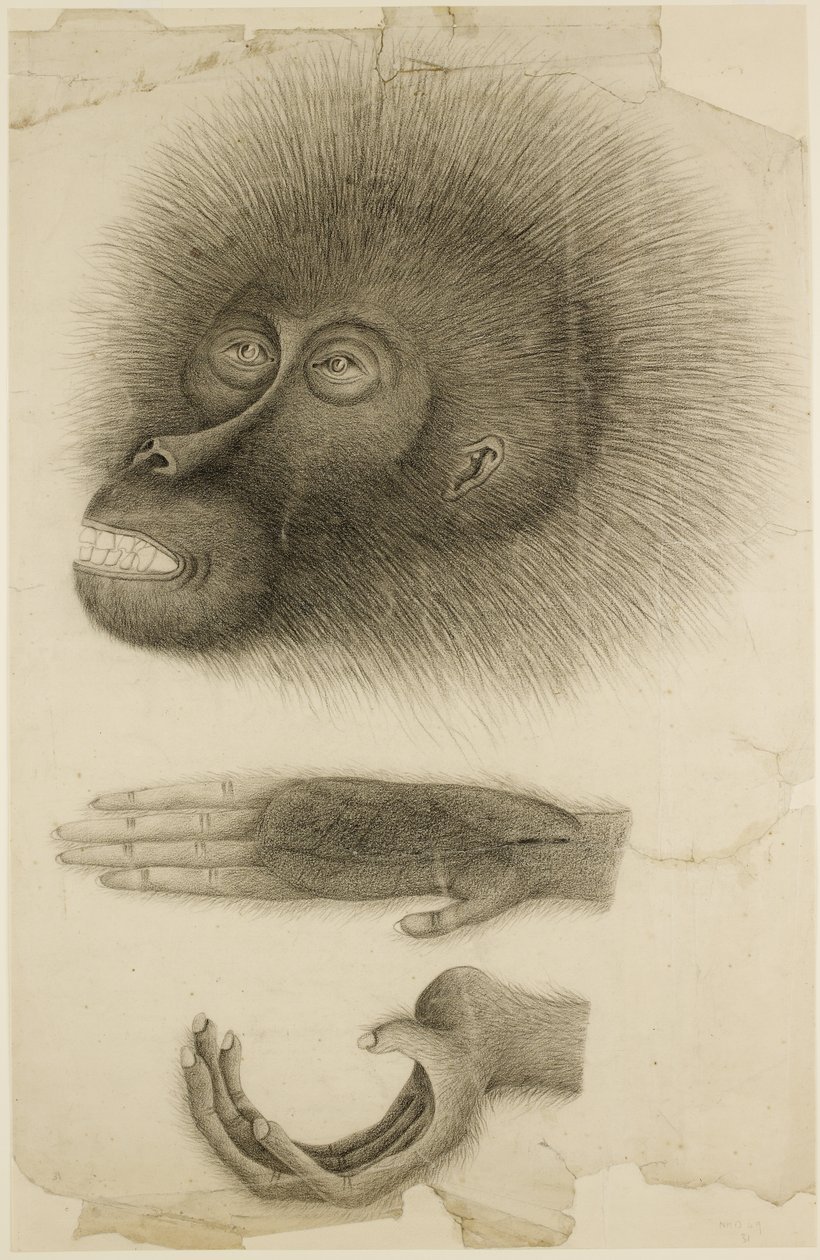 红毛猩猩的头和手，c.1818-30（纸上铅笔和水彩） 作者 英国学校
