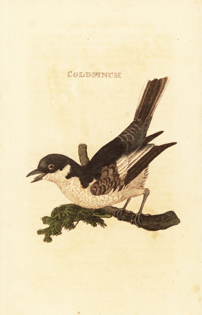 白鹡鸰 (Motacilla alba) 作者 英国学校