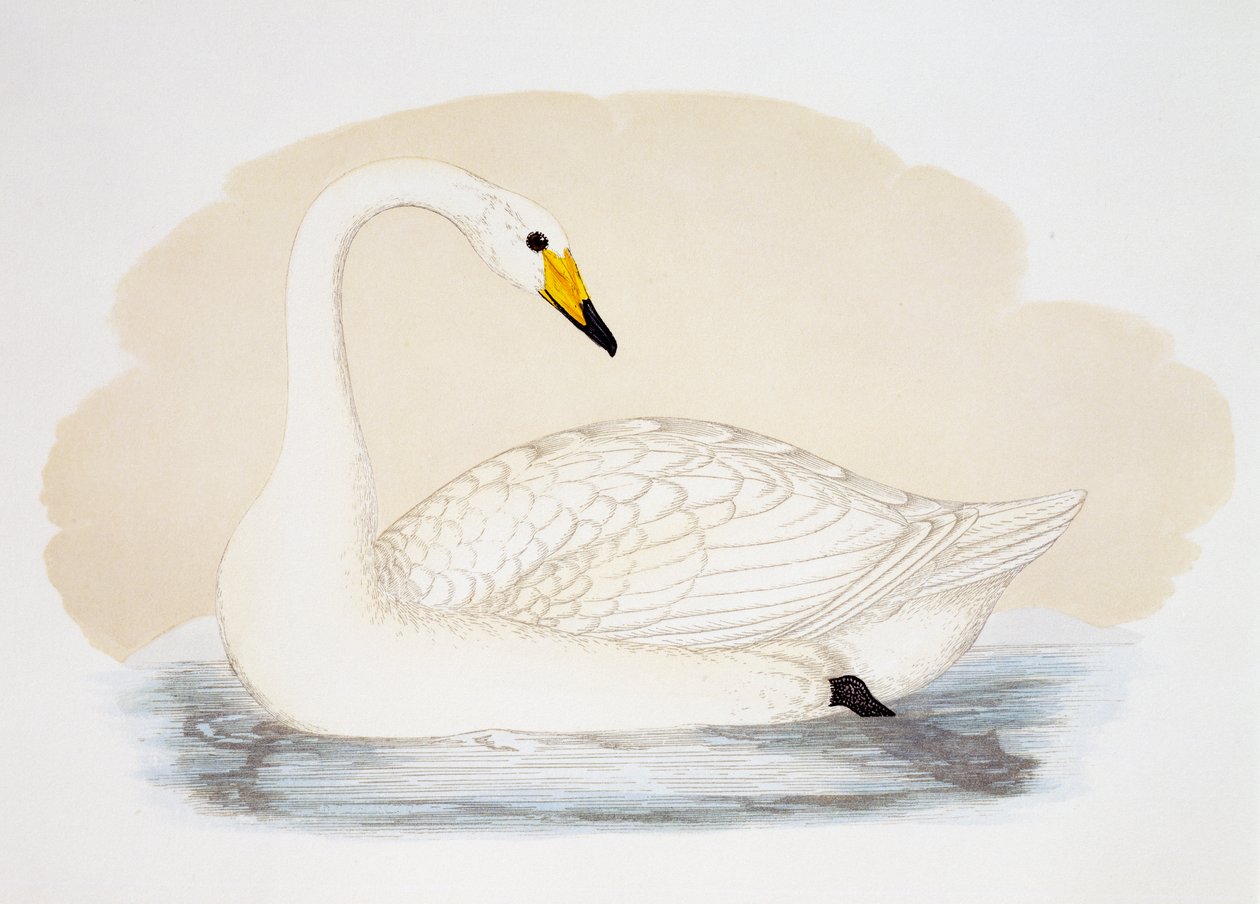 野天鹅（Cygnus cygnus），雕刻，英国 作者 英国学校