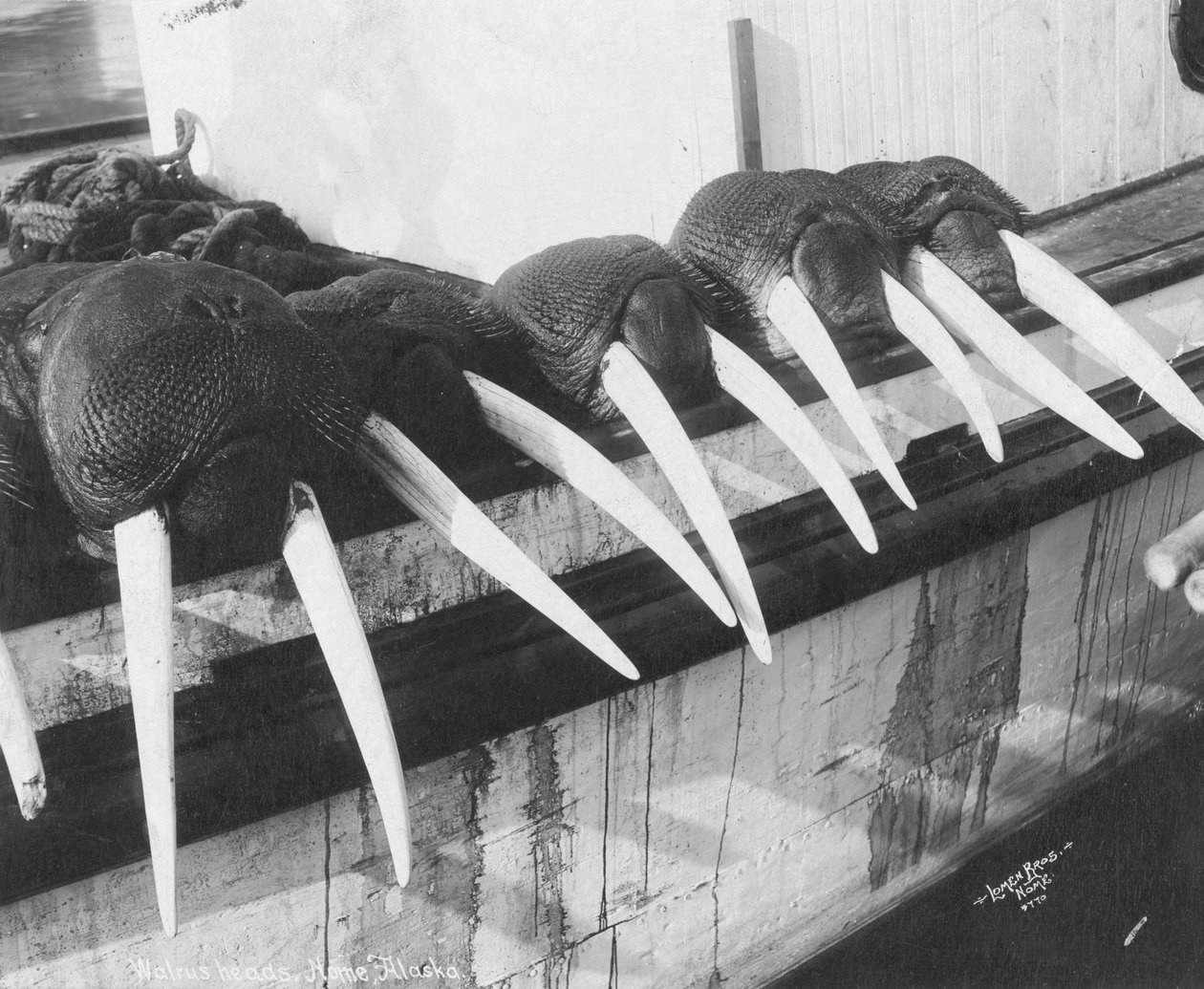 海象牙，阿拉斯加诺姆，约 1931 年（照片） 作者 罗门兄弟