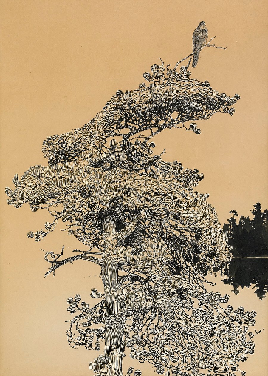 TreetopnSvenska的Peregrine Falcon：Pilgrimsfalk i tradtoppn 作者 布鲁诺·安德里亚斯·利耶佛斯（Bruno Andreas Liljefors）