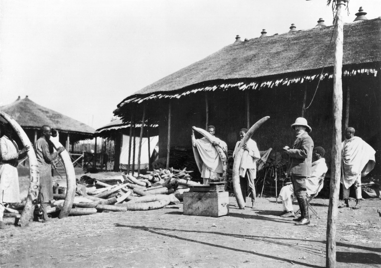 埃塞俄比亚亚的斯亚贝巴的象牙仓库，c.1900（bw photo） 作者 C.丘索·弗拉维恩斯