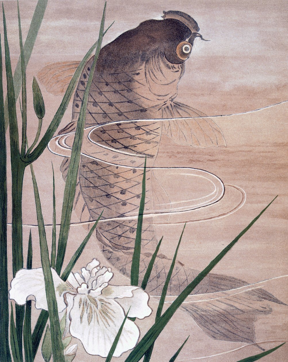 鱼 作者 凯尔