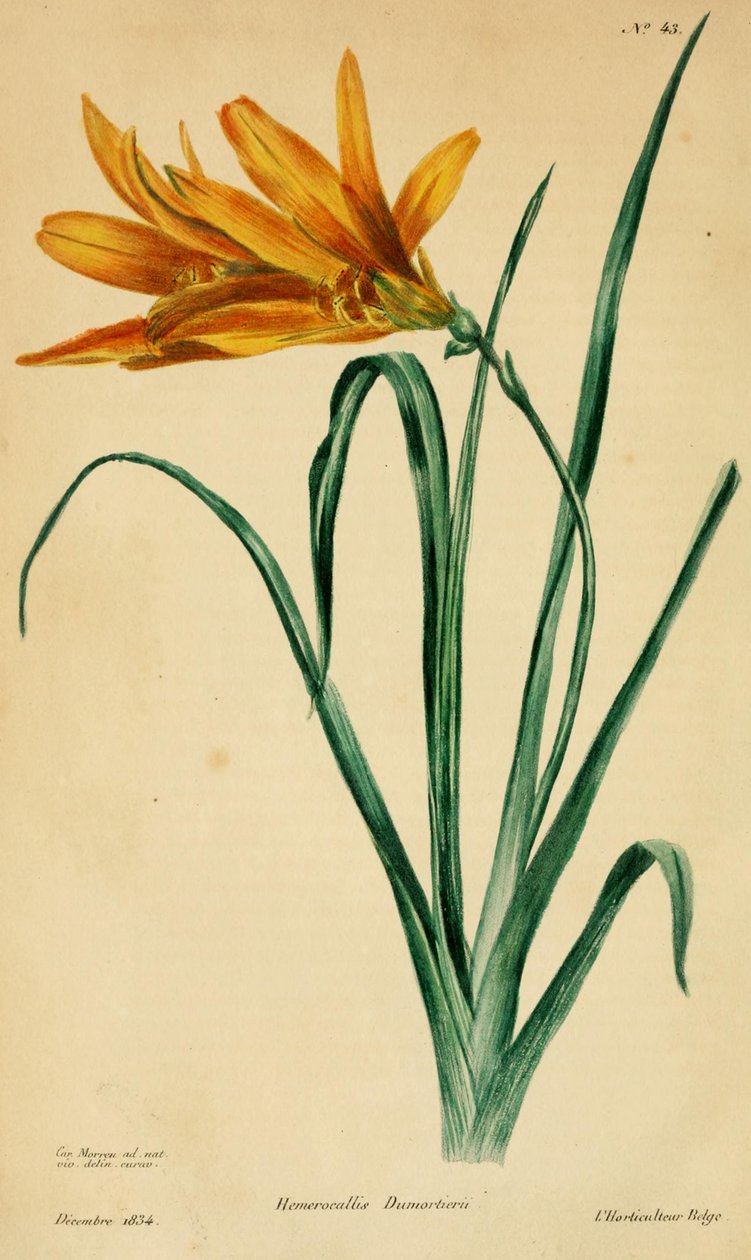 Hemerocallis dumortieri 作者 莫伦