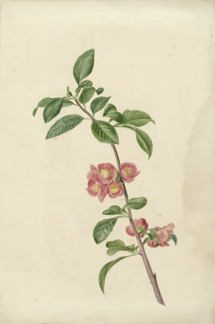 日本樱花的花枝 作者 CJ克鲁梅尔