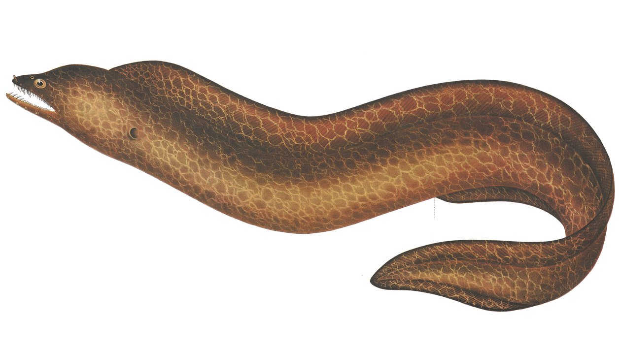 Muraena pseudothyrsoidea 作者 CW Mieling