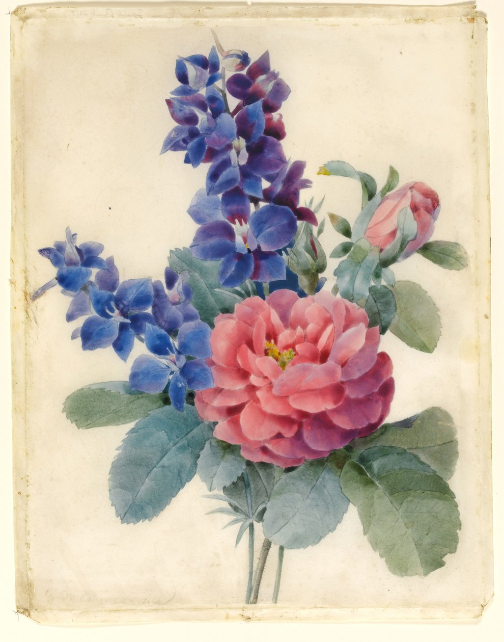 鲜花，玫瑰和Larkspur（wc和vellum上的bodycolour） 作者 Camile de Chanteraine