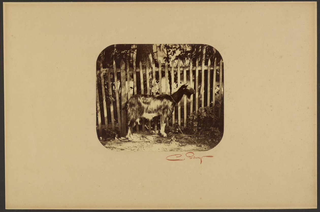 [山羊] 作者 卡米尔·西尔维（Camille Silvy）