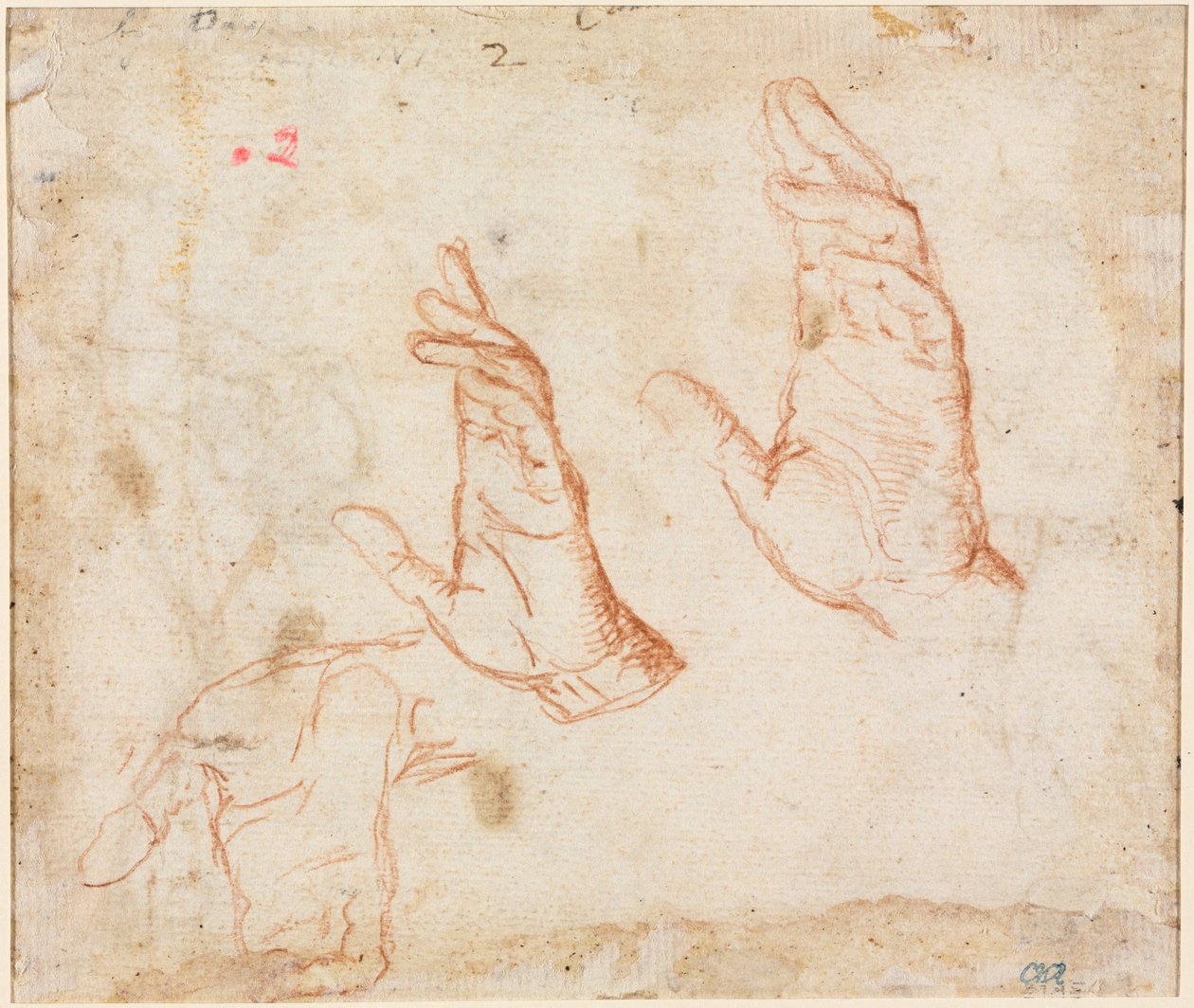 左手研究，c。 1590。 作者 卡米洛·普罗卡西尼（Camillo Procaccini）