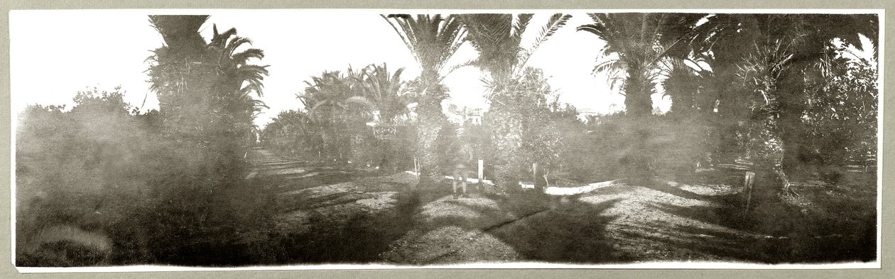 Palm Grove，c.1917-18 作者 上尉亚瑟·罗兹（Arthur Rhodes）