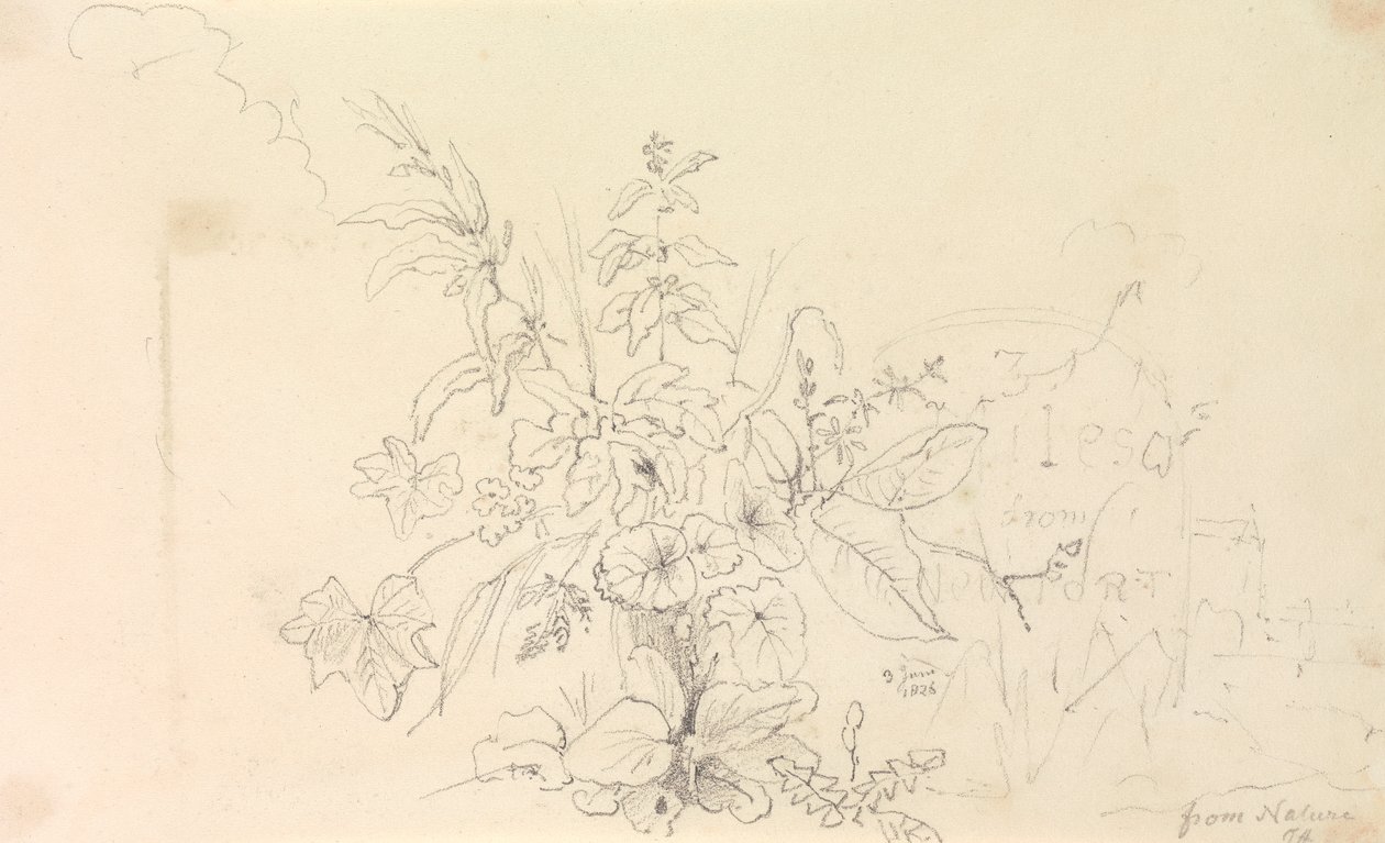 植物素描和大自然的里程碑》，1826 年 6 月 3 日 作者 船长托马斯黑斯廷斯