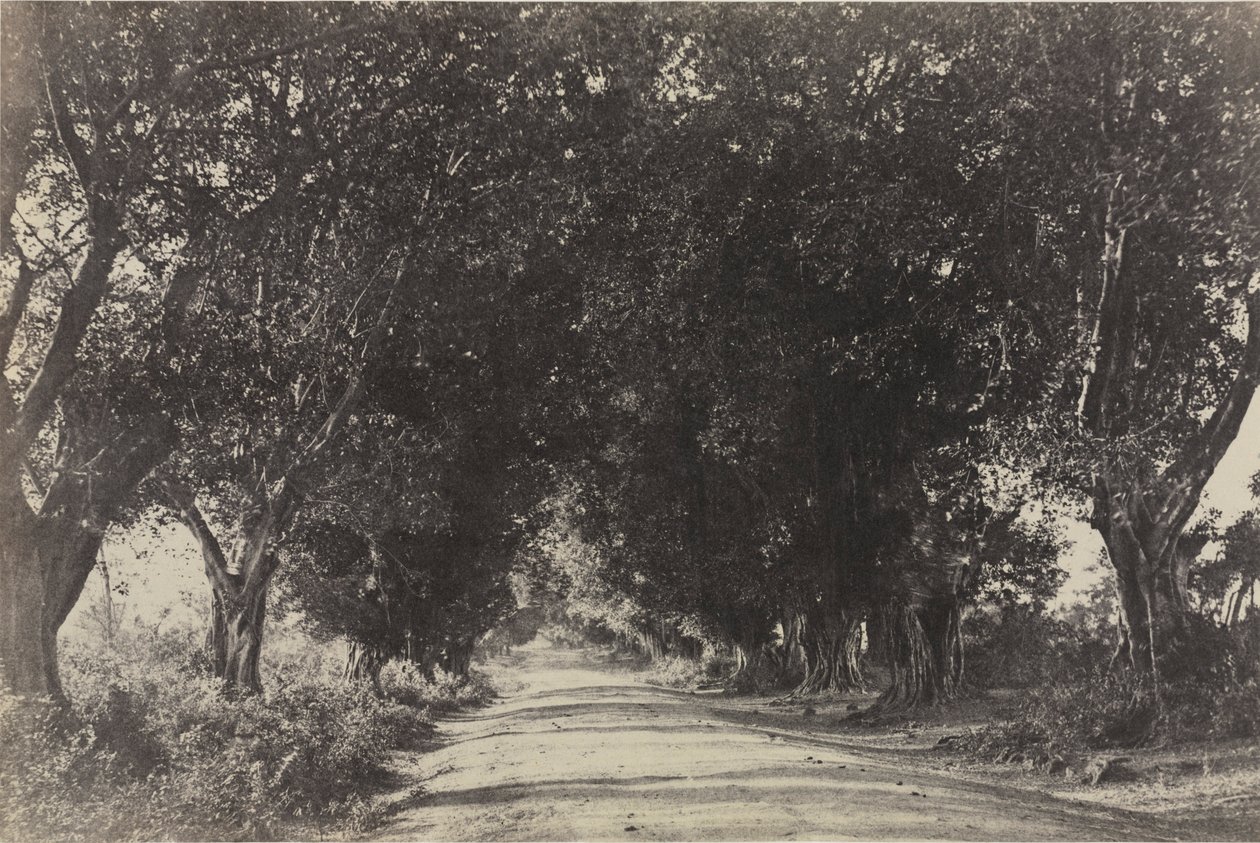 1858年，印度塞林汉姆，巴尼树大道。 作者 林奈·特里普船长