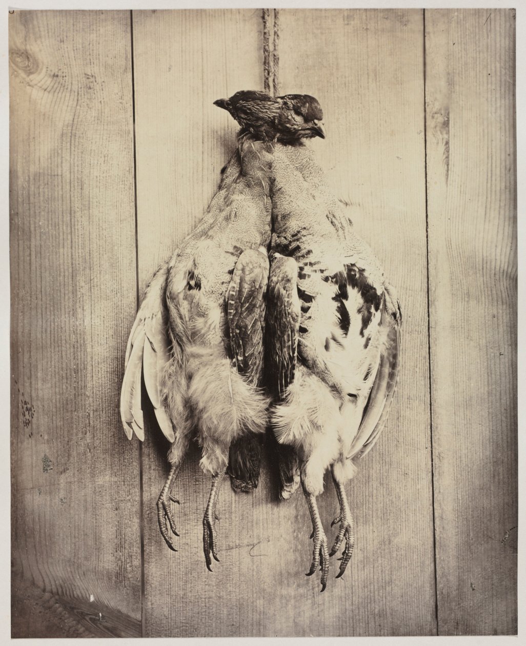 Partridges recto, 约1861年。 作者 N. 贝利船长