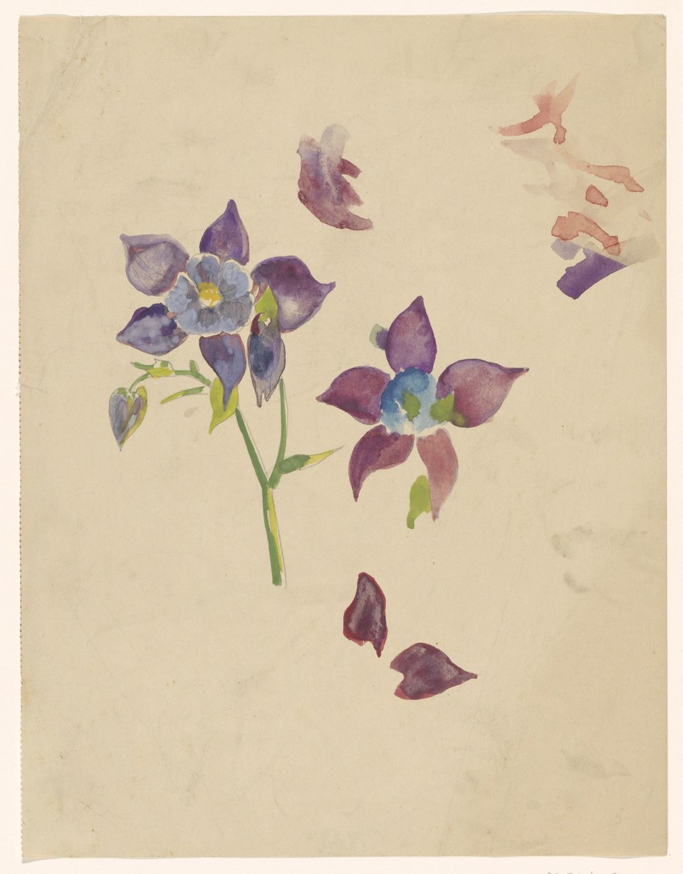 花卉研究 作者 Carel Adolph 狮子纪念章