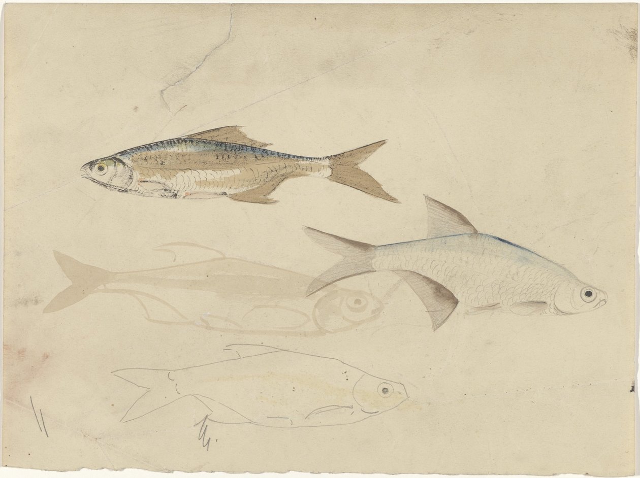四个杠铃 作者 Carel Adolph 狮子纪念章