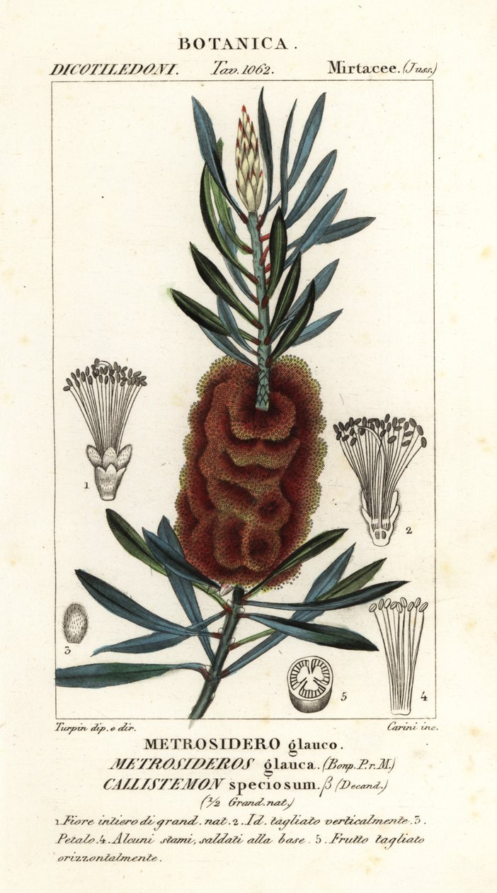 奥尔巴尼瓶子草，Callistemon speciosus 作者 卡里尼卡里尼
