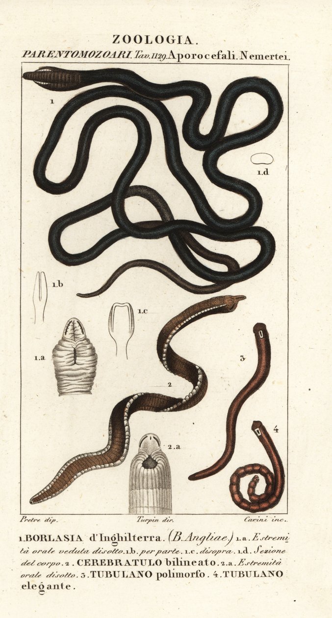 Bootlace 蠕虫, Lineus longissimus 1, Borlasia angliae 1, 长鼻蠕虫, Cerebratulus bilineatus 2, Cerebratulus bilineatus 2, 带状蠕虫, Tubulanus polimorphus 3, Tubulanus elegans 4 作者 卡里尼卡里尼