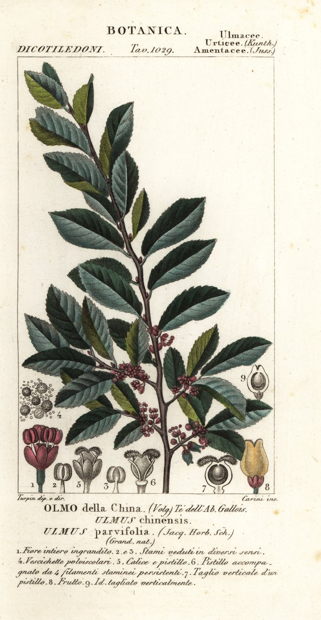 中国榆树或草皮榆树，Ulmus parvifolia, Ulmus chinensis, Olmo della China 作者 卡里尼卡里尼