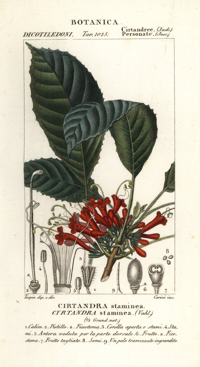 蕨类植物，Cyrtandra staminea，Cirtandra staminea 作者 卡里尼卡里尼