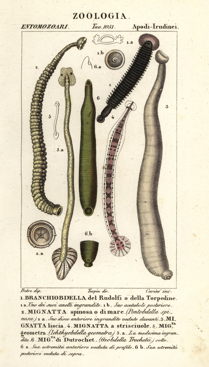 鱼蛭和淡水水蛭：Branchiobdellida 1、Pontobdella spinosa 2、Whitmania laevis 3、Hirudo vittata 4、Piscicola geometra 5、Ichthyobdella geometra 5、Geobdella trochetii 6 作者 卡里尼卡里尼