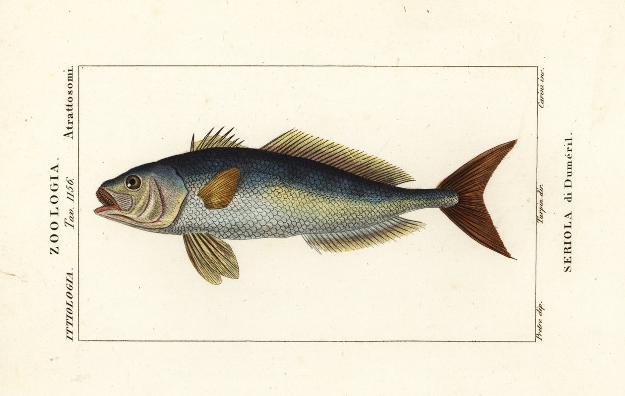 大琥珀鱼, Seriola dumerili, Seriola di Dumeril 作者 卡里尼卡里尼