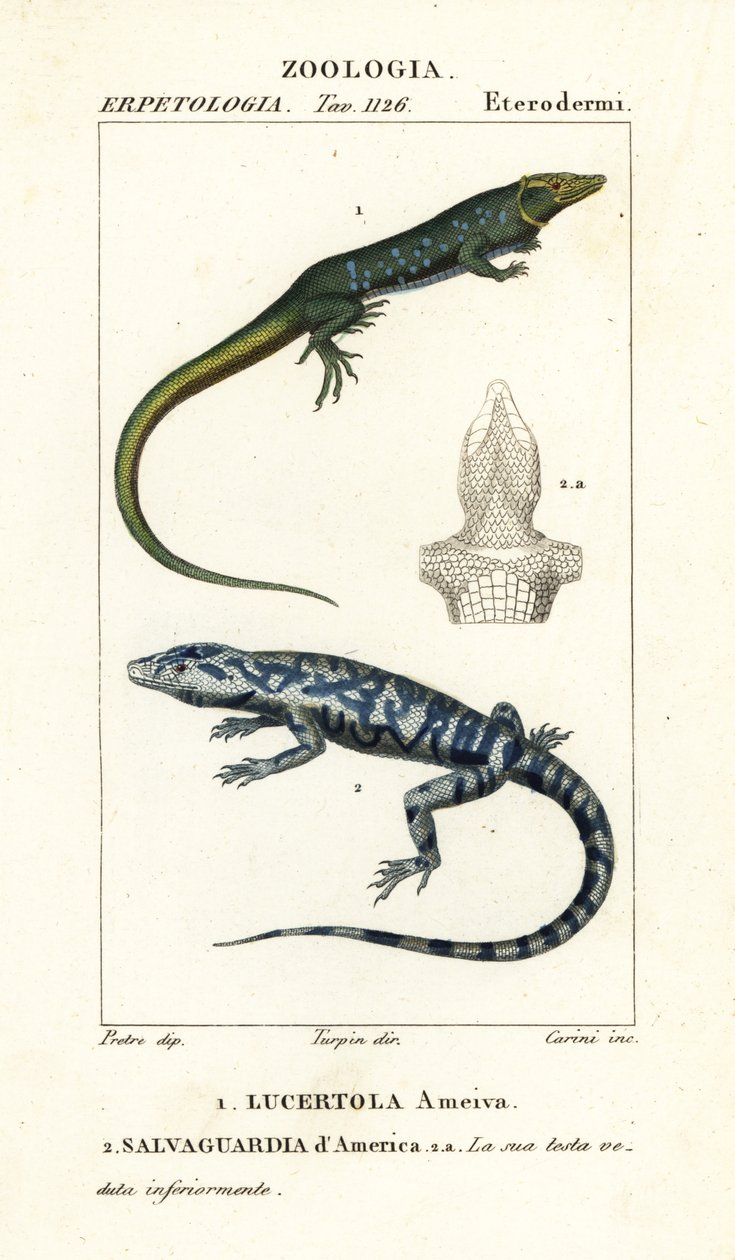 Jungle-runner, Ameiva ameiva,, Lucertola ameiva 1 和 golden tegu, Tupinambis teguixin, Salvaguardia dAmerica 2 作者 卡里尼卡里尼